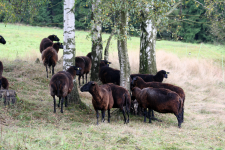 images/Unsere-Tiere/2014 gruppe schafe unter birken.png